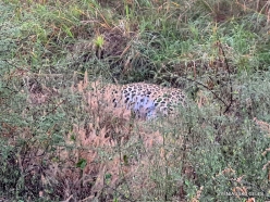 _47 (2) Jhalana Leopard Reserve. Indian leopard (Panthera pardus fusca)