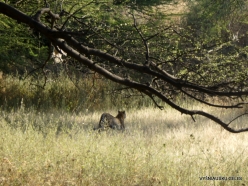 _47 (4) Jhalana Leopard Reserve. Indian leopard (Panthera pardus fusca)