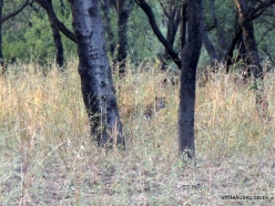 _51 Jhalana Leopard Reserve. Indian leopard (Panthera pardus fusca)