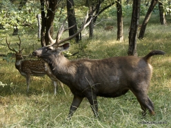 _102 Ranthambore National Park. Sambar (Rusa unicolor)