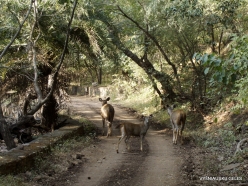 _105 Ranthambore National Park. Sambar (Rusa unicolor)