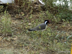 _16 Ranthambore National Park. Red-wattled Lapwing (Vanellus indicus)