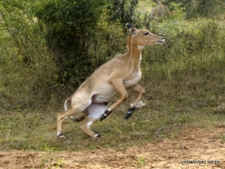 _17 Ranthambore National Park. Blackbuck (Antilope cervicapra)