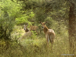 _18 Ranthambore National Park. Blackbuck (Antilope cervicapra)