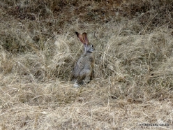 _22 Ranthambore National Park. Indian hare (Lepus nigricollis)