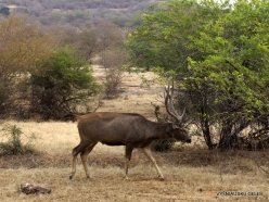 _28 Ranthambore National Park. Sambar (Rusa unicolor)