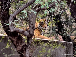 _3-001 Ranthambore National Park. Bengal Tiger (Panthera tigris tigris)