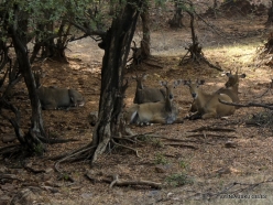 _41 Ranthambore National Park. Blackbuck (Antilope cervicapra)