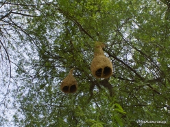 _43 Ranthambore National Park. Nests of the Baya Weaver bird ((Ploceus philippinus)