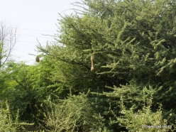 _44 Ranthambore National Park. Nests of the Baya Weaver bird ((Ploceus philippinus)