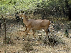 _52 Ranthambore National Park. Blackbuck (Antilope cervicapra)