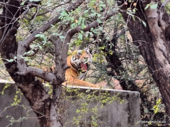 _6 Ranthambore National Park. Bengal Tiger (Panthera tigris tigris)