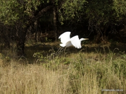 _64 Ranthambore National Park. Cattle Egret (Bubulcus ibis)