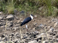 _78 Ranthambore National Park. Wooly-Necked-Stork (Ciconia episcopus)