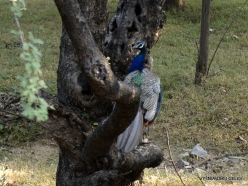 _90 Ranthambore National Park. Indian Peacock (Pavo cristatus)
