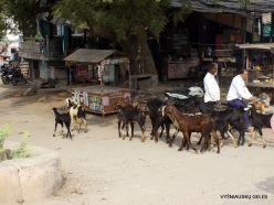 _15 Villages around Ranthambhore