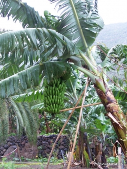 La Gomera. Hermigua. Parque Etnográfico de La Gomera. Banana (Musa x paradisiaca)
