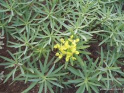 Lanzarote. Euphorbia regis-jubae