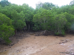 1 Komodo National Park. Rinca island. Mangroves (3)