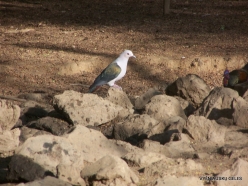 Komodo National Park. Komodo island. Green imperial pigeon (Ducula aenea)