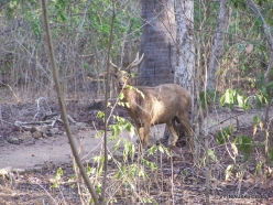 Komodo National Park. Komodo island. Timor rusa deer (Cervus timorensis)