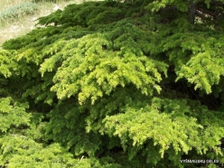 2. Arz ar-Rabb (Cedars of God) reserve. Cedar of Lebanon (Cedrus libani)