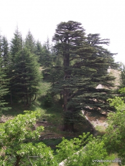 2. Arz ar-Rabb (Cedars of God) reserve. Old Cedar of Lebanon (Cedrus libani) (2)