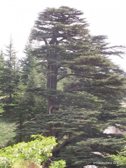 2. Arz ar-Rabb (Cedars of God) reserve. Old Cedar of Lebanon (Cedrus libani) (3)
