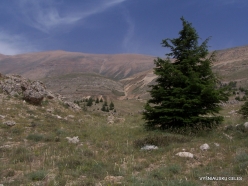 Arz ar-Rabb (Cedars of God) reserve (8)