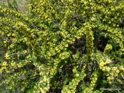 Arz ar-Rabb (Cedars of God) reserve. Lebanon barberry (Berberis libanotica)