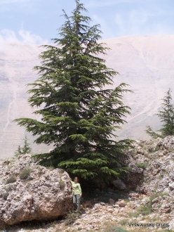 Arz ar-Rabb (Cedars of God) reserve. Young Cedar of Lebanon (Cedrus libani) (2)