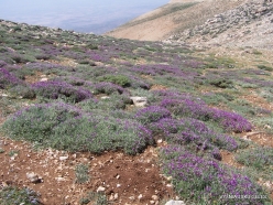 Lebanon Mountains. Machraa el Qalaât. Alpine plants (1)