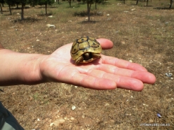 Anfeh. Greek tortoise (Testudo graeca) (2)