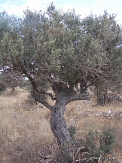 Anfeh. Olive (Olea europaea) (2)