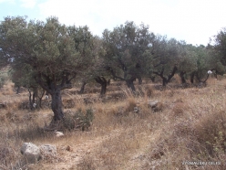 Anfeh. Olive (Olea europaea) (3)