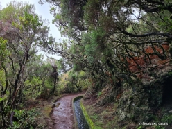 Levada do Alecrim. Forest of Tree heaths (Erica arborea) (2)
