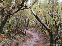 Levada do Alecrim. Forest of Tree heaths (Erica arborea) (4)
