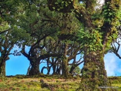 Fanal Forest. Madeira Laurel (Ocotea foetens) (10)