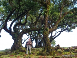 Fanal Forest. Madeira Laurel (Ocotea foetens) (11)