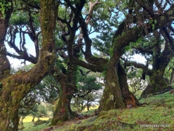 Fanal Forest. Madeira Laurel (Ocotea foetens) (12)