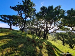 Fanal Forest. Madeira Laurel (Ocotea foetens) (13)