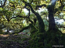 Fanal Forest. Madeira Laurel (Ocotea foetens) (27)