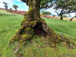 Fanal Forest. Madeira Laurel (Ocotea foetens) (3)