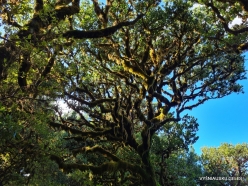 Fanal Forest. Madeira Laurel (Ocotea foetens) (31)