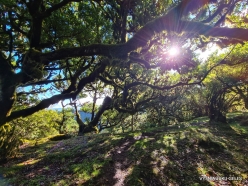 Fanal Forest. Madeira Laurel (Ocotea foetens) (35)