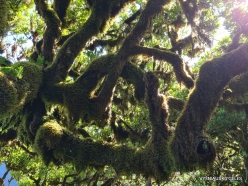 Fanal Forest. Madeira Laurel (Ocotea foetens) (37)