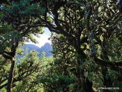 Fanal Forest. Madeira Laurel (Ocotea foetens) (38)
