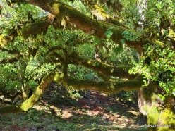 Fanal Forest. Madeira Laurel (Ocotea foetens) (40)