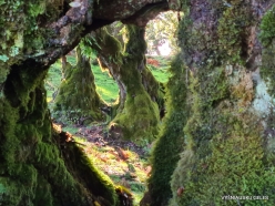 Fanal Forest. Madeira Laurel (Ocotea foetens) (41)