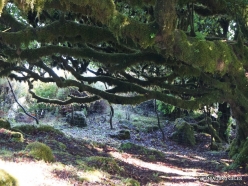 Fanal Forest. Madeira Laurel (Ocotea foetens) (44)